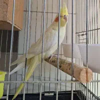 عروس هلندی ماده