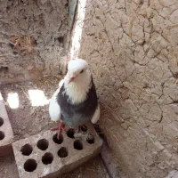 فروش کفتر طوقی اتیغه
