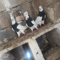 کبوتر