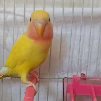 کوتوله برزیلی ۴ ماهه
