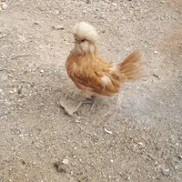 مرغ لهستانی|حیوانات مزرعه|لنجان, |دیوار