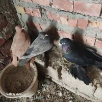 کبوتر پاپر دونه ای ۶۵۰