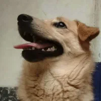 سگ اشپیتز پامر