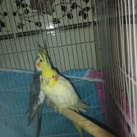 جفت عروس هلندی تمیز