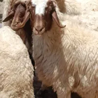 فروش 6 راس گوسفند 4 تا ازشون شک شیره دار