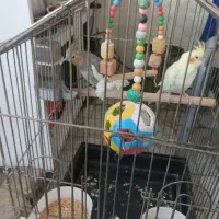 دو عدد عروس هلندی با قفس و وسایل