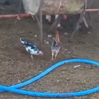 خروس