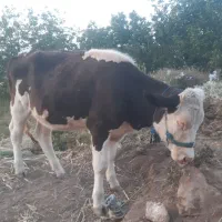 گوساله ماده نژاد سیمینتال