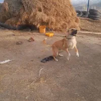 سگ سرابی