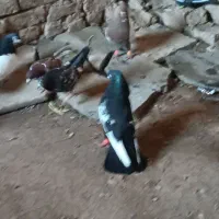کبوتر قیمت مفت