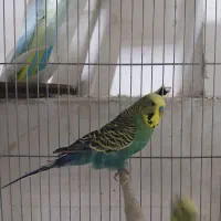 سلام بار جدید فنچ..