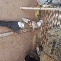 جونه کله سفید تکی داده نمیشه