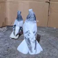 جفت شامی دم سفید درشت پا بلند