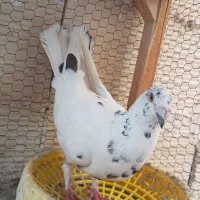 کبوتر سار
