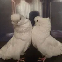 کبوتر نوک قنار