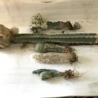 کاکتوس