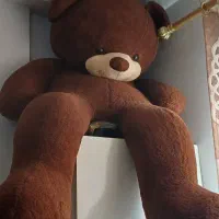 شاسخین