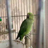 طوطی سر حال