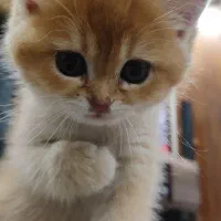 بچه‌ گربه بریتیش گلد