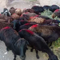 میش کاور و تقلی