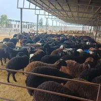بره، میش، بز ، گوساله گاو شتر وگوسفند فروشی