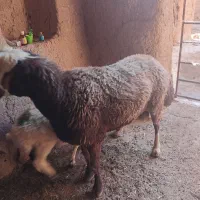 قوچ عروس ا سال ونیم  به شرط پرش به فروش می‌رسد