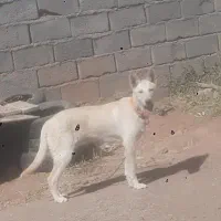 توله سگ