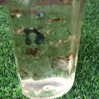 پک25 عددی ماهی گوپی،سبزه حلزونی