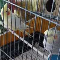 طوطی عروس ‌یک جفت با قفس