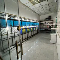 ماهی گوپی مولی کالر