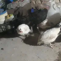 مرغ شاخک سفید