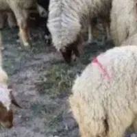 10 راس بره