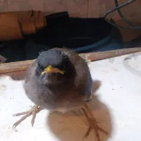 مرغ مینا و سره خاکی کاکلی