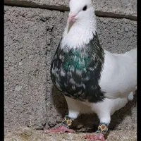 طوقی