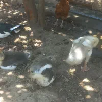فروش انواع جوجه