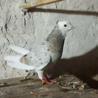 کفتر خوب|حیوانات|کرمانشاه, |دیوار