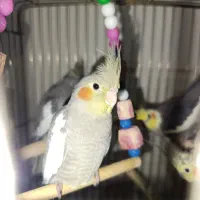 جوجه عروس هلندی سینامون ۳ ماهه (تازه دون‌خور)