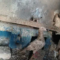 کبوتر