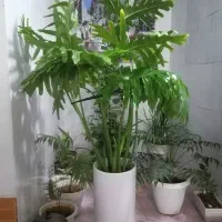گل وگیاه طبیعی برگ انجیری