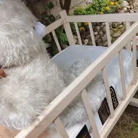 عروسک اشانتیون،تخت و تشک