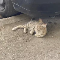 گربه