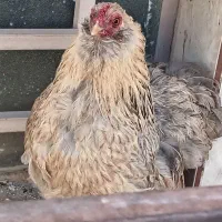 مرغ و خروس