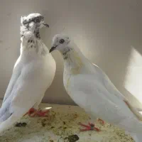 ۳جفت کبوتر تیر ماه
