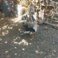 یک جفت اردک اسرائیلی