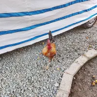 خروس کردی