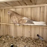 تازه ماده کشیده قطعه دار از نسل سرور