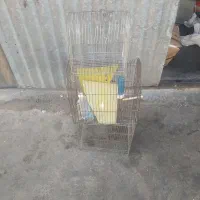 قفس پرنده