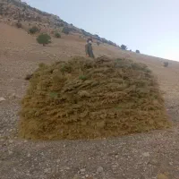 جاشیر دامی درجه یک