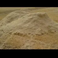 فروش کاه گندم دیم