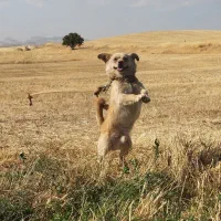سگ پاکوتاه